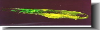 fluorescent.jpg (17767 bytes)