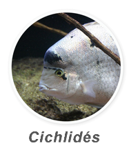 menu cichlides