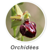 Menu Orchides