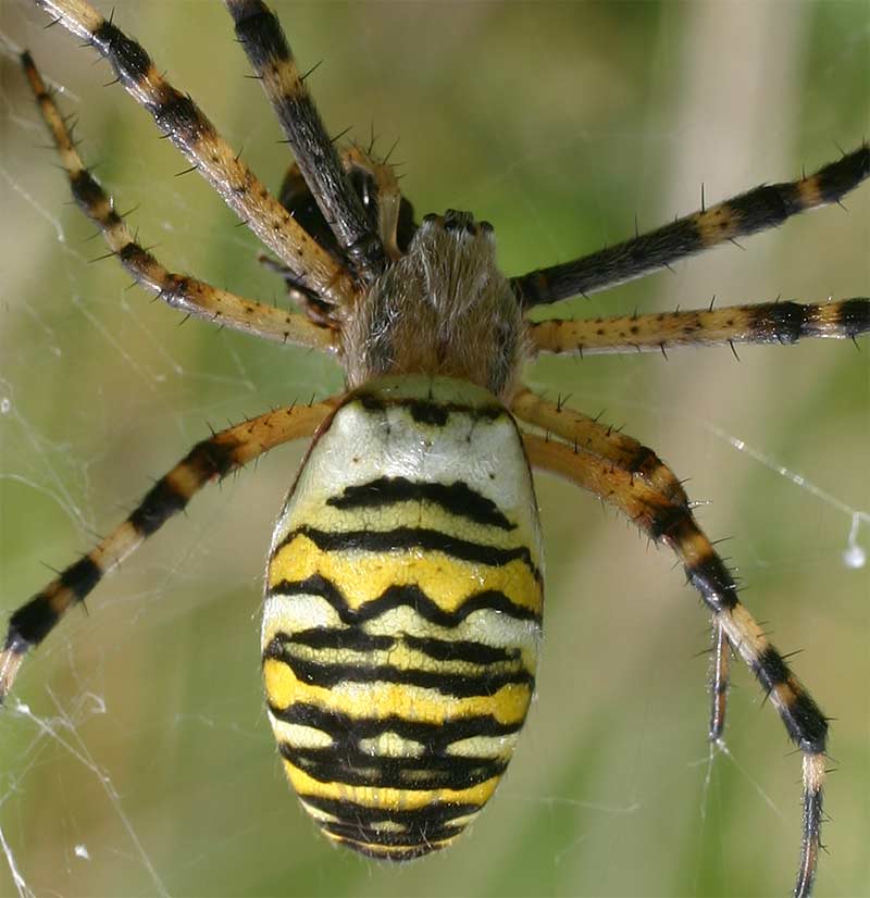 Argiope