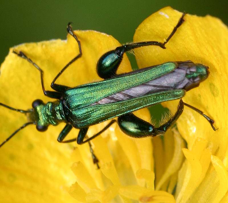 Oedemera nobilis