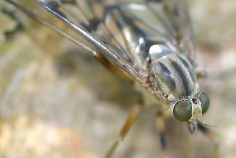 Rhagio scolopaceus
