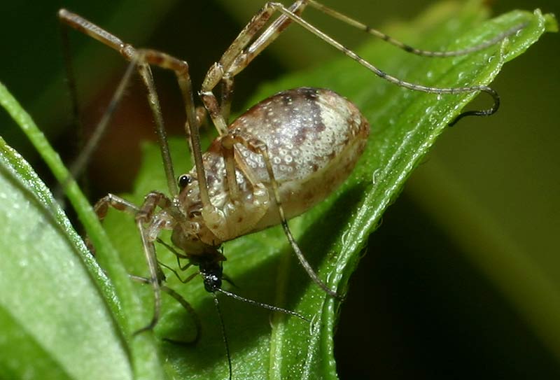 Le repas de l'araigne