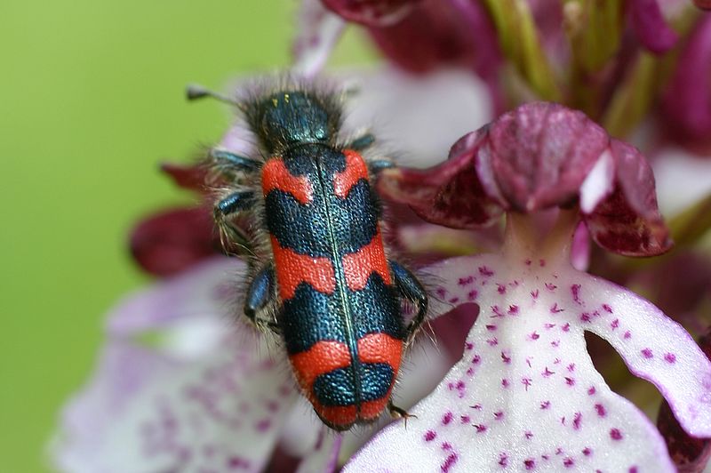 Clairon des abeilles