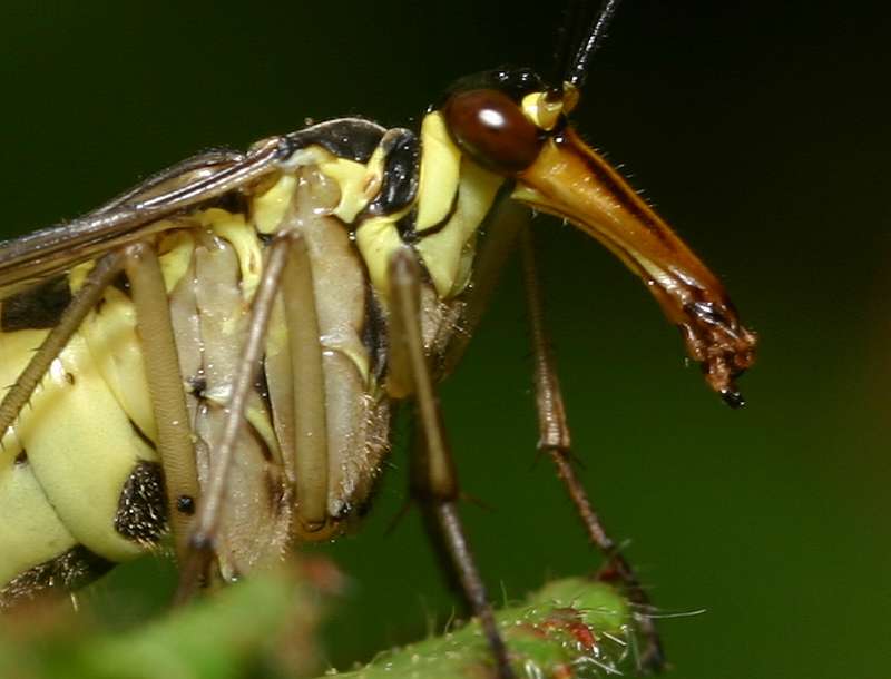 Panorpa communis - portrait