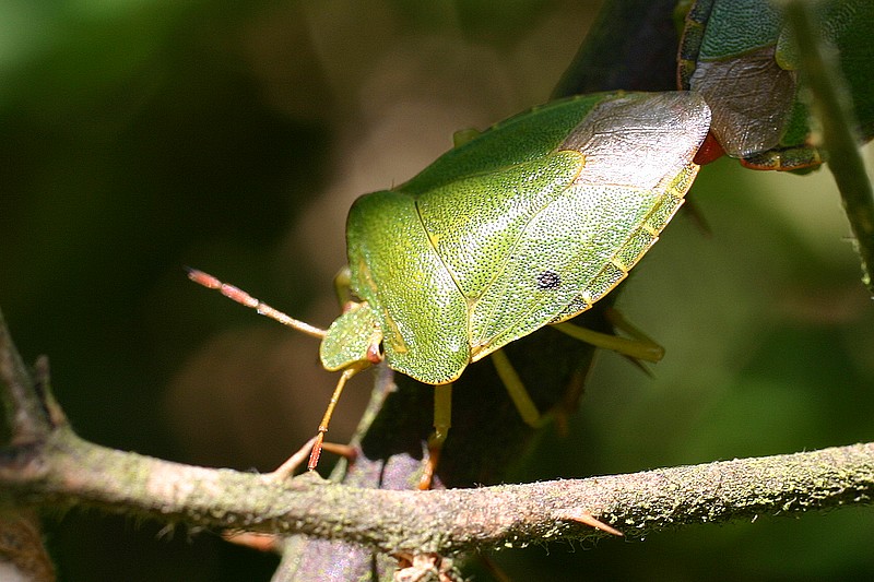 Punaise verte