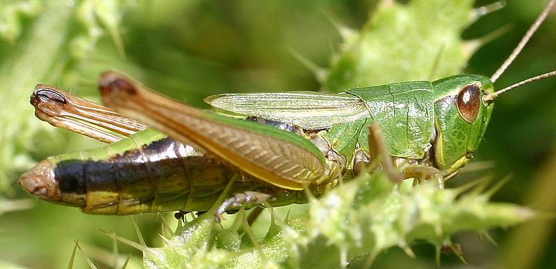 Mouche grise